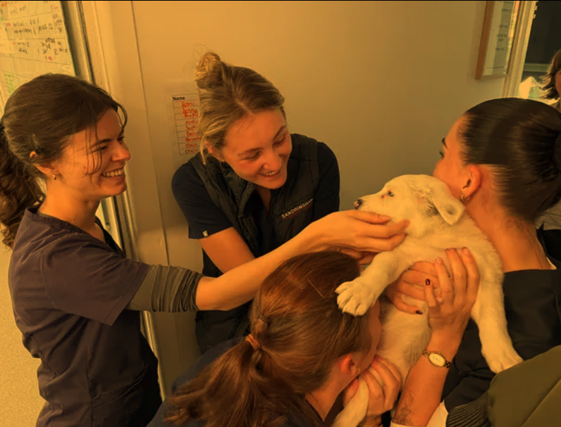 Sandringham Vet team caring for a patient