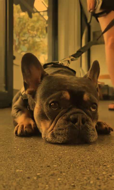 A patient at Sandringham Vet Hospital