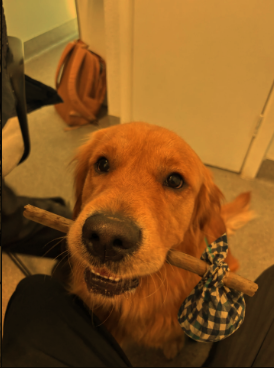 A patient at Sandringham Vet Hospital