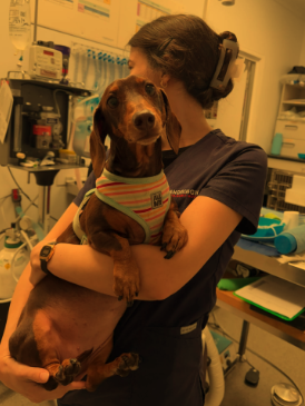 Veterinary care at Sandringham Vet