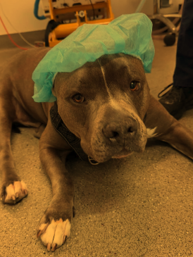 Post-op patient at Sandringham Vet