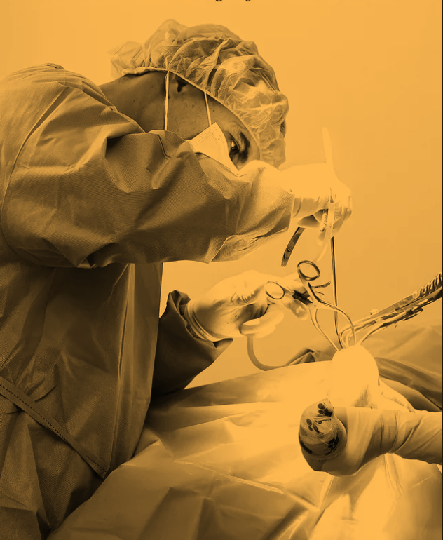 Surgery at Sandringham Vet Hospital